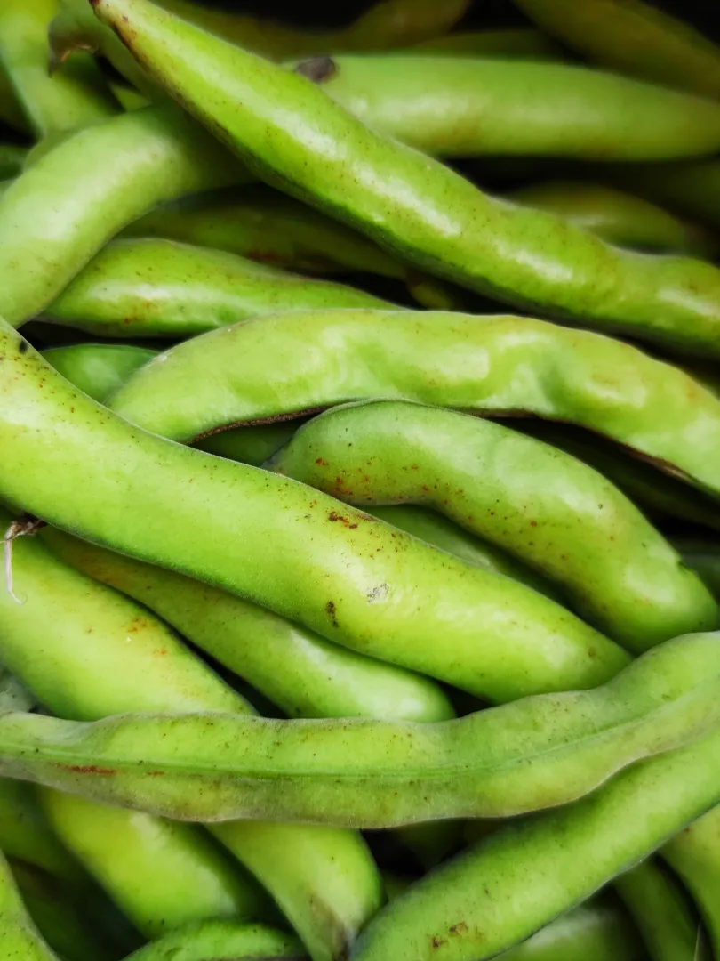 Broad Bean
