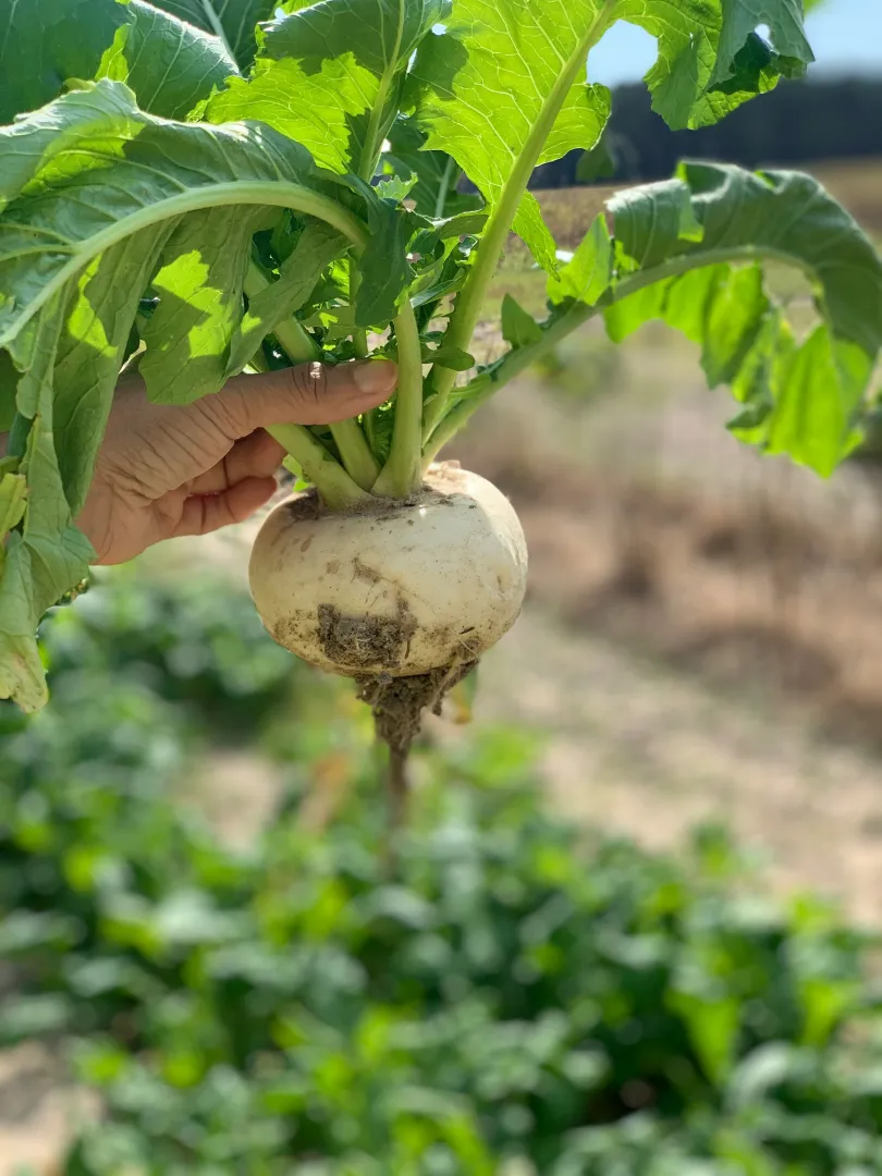Turnip