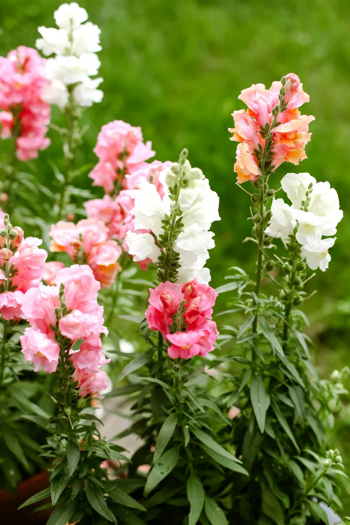 Snapdragon