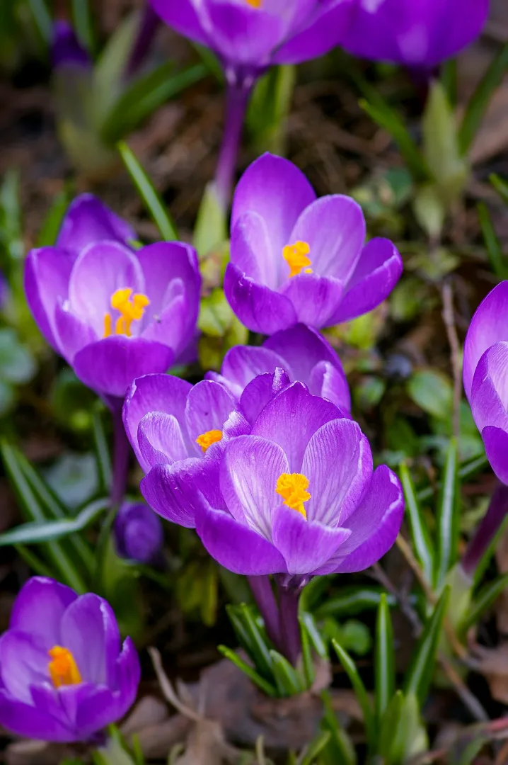 Crocus