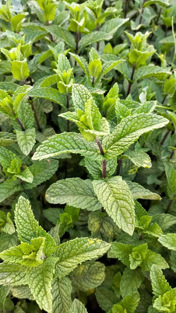 Mint