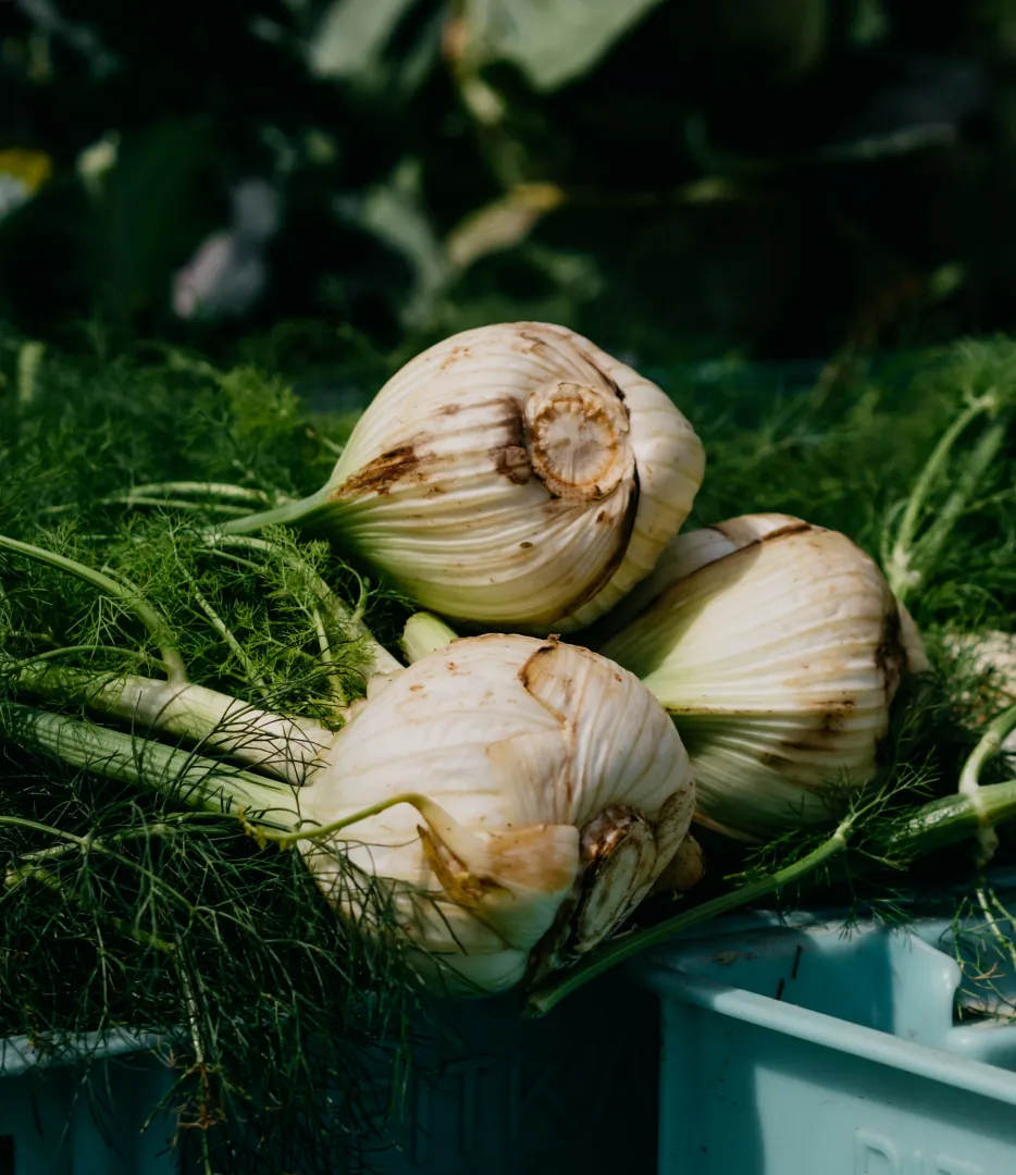 Florence Fennel