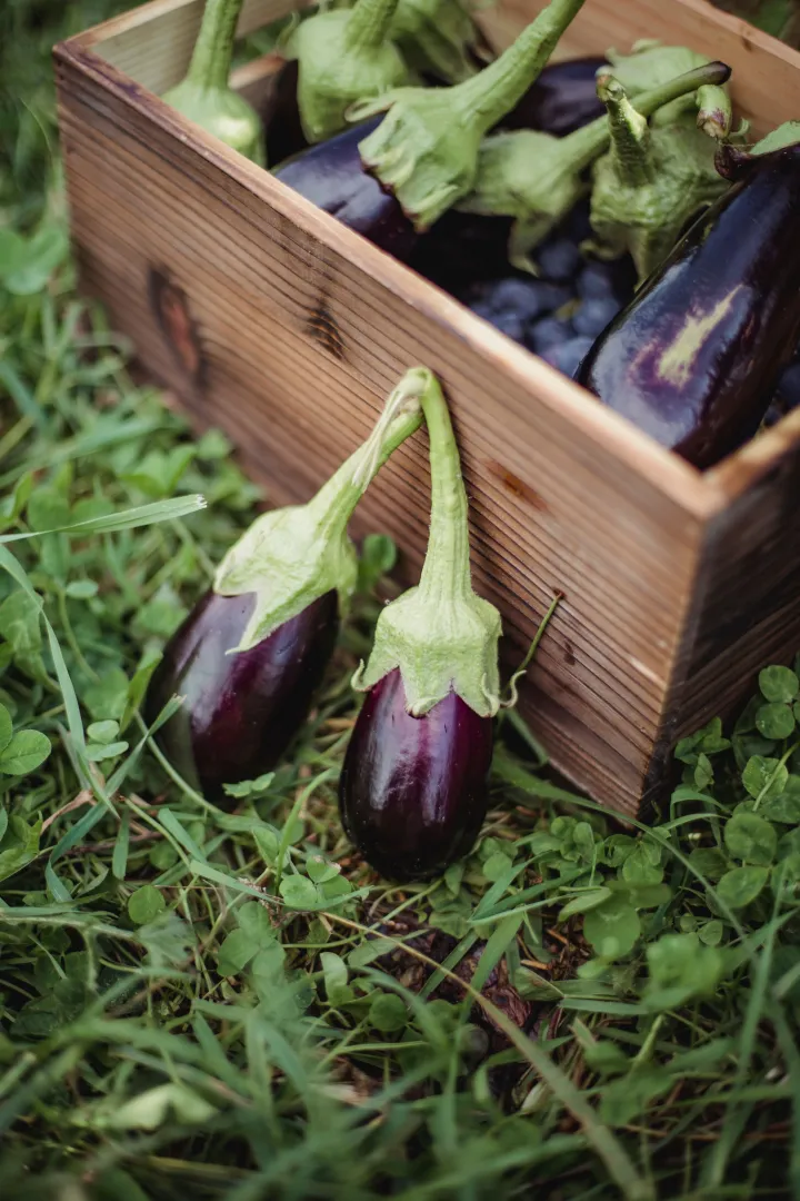 Aubergine