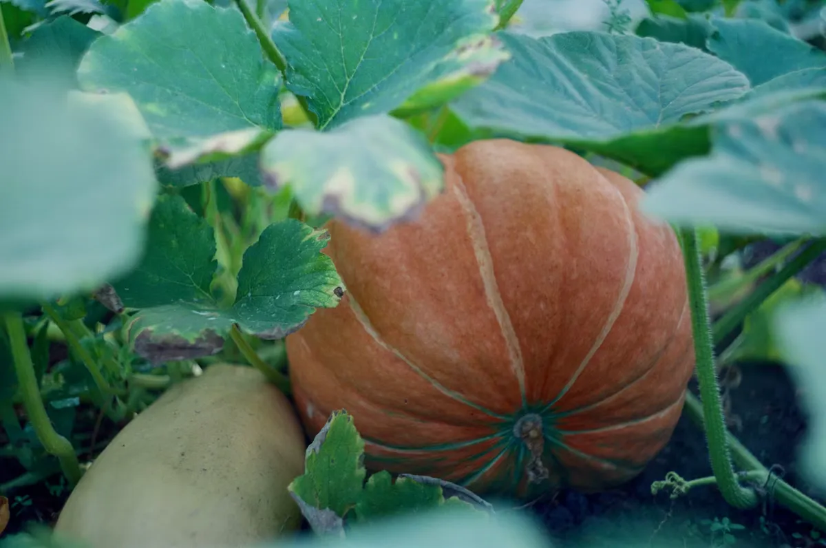 Pumpkin