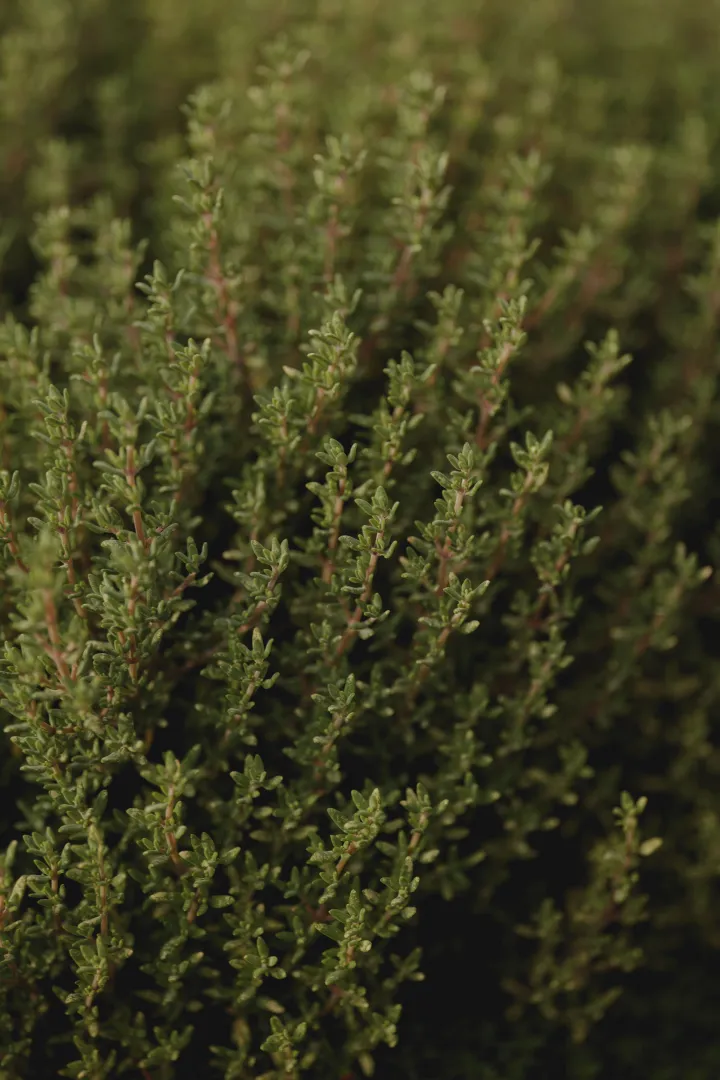 Thyme