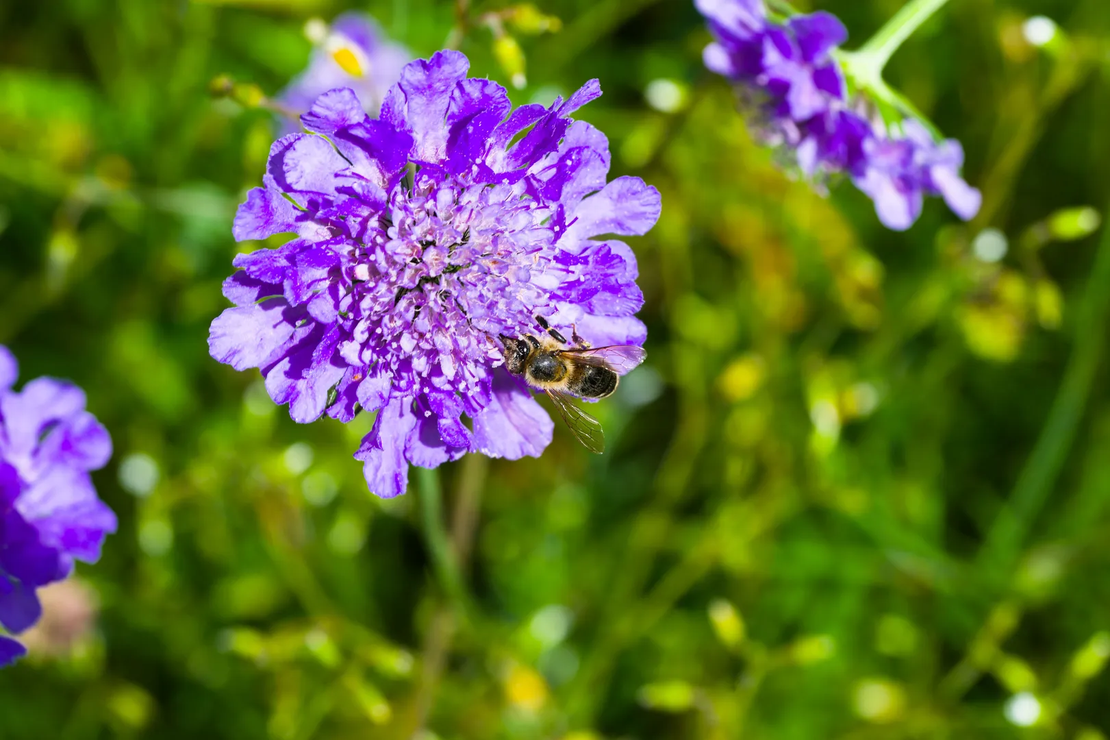Scabious