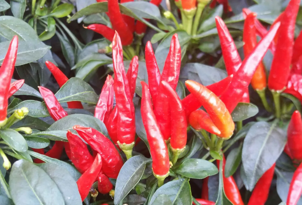 Chilli Pepper