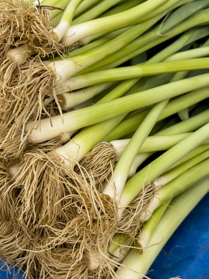 Leek