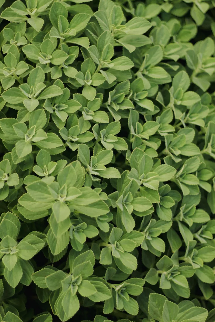 Oregano