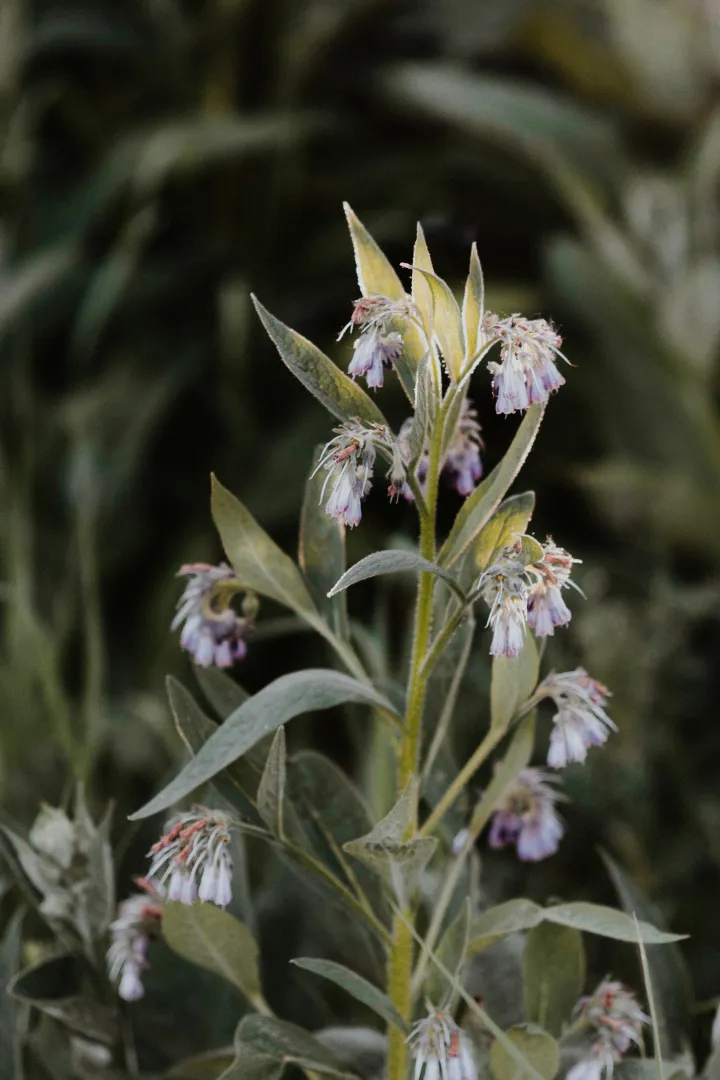 Comfrey