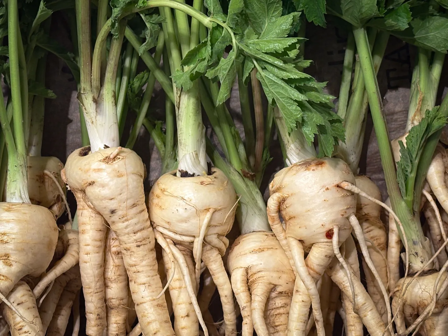 Parsnip