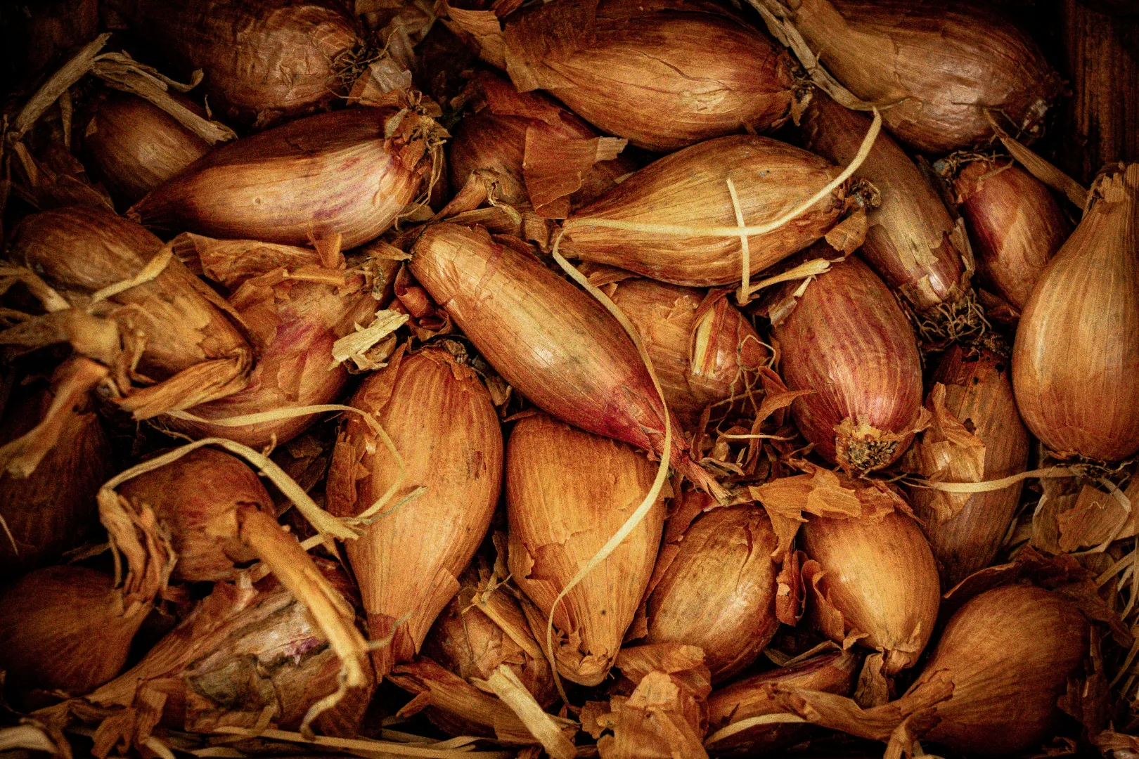 Shallot