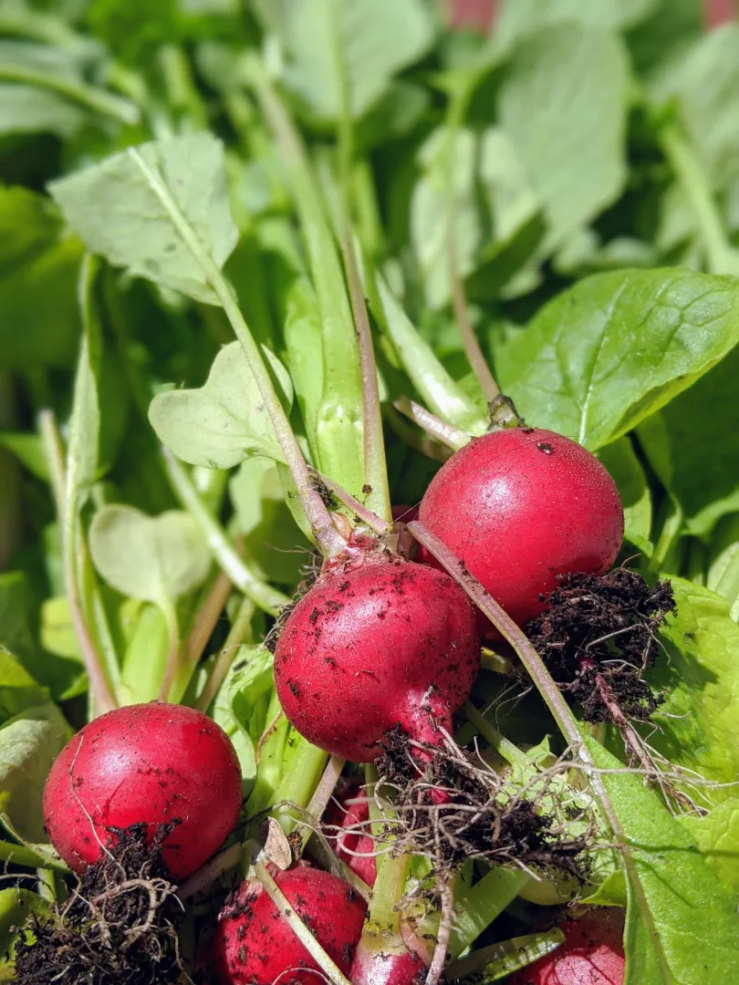 Radish