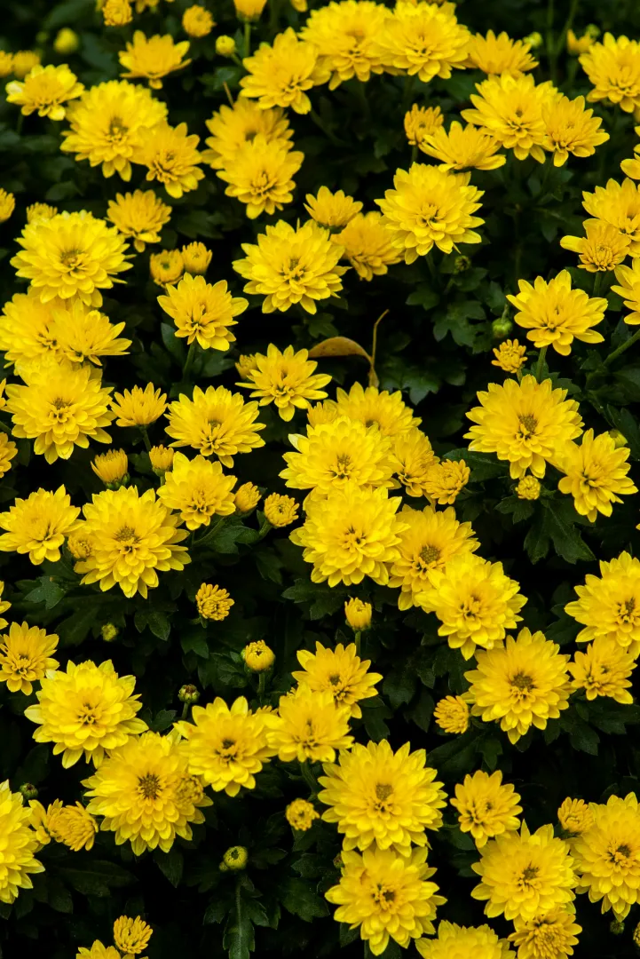 Chrysanthemum