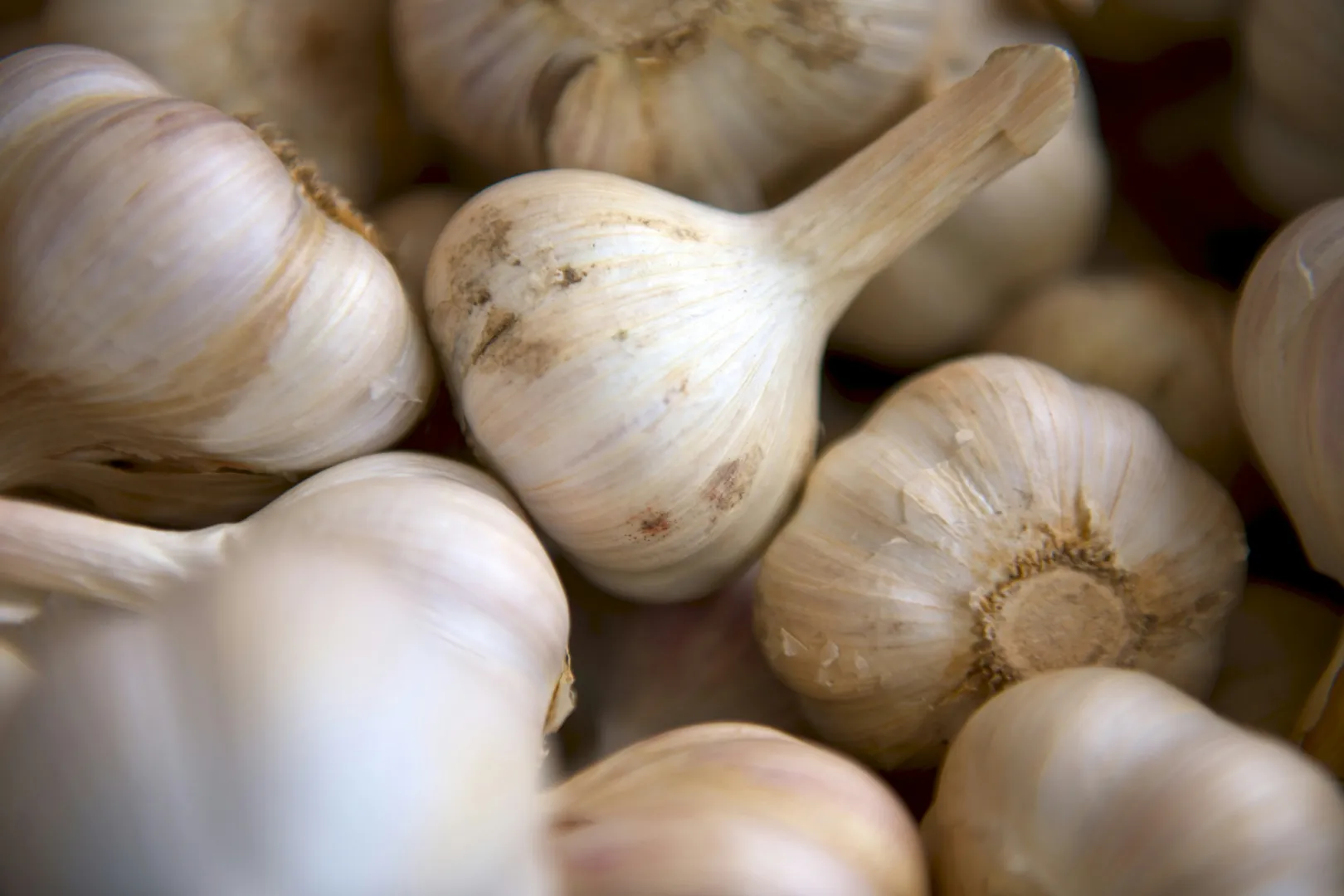 Elephant Garlic