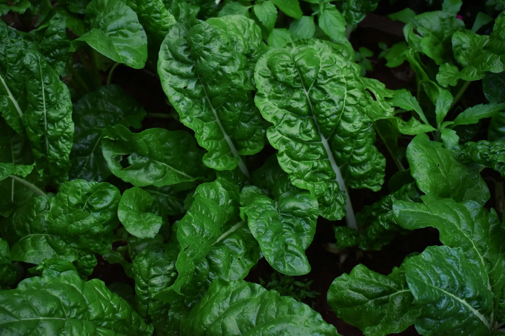 Perpetual Spinach