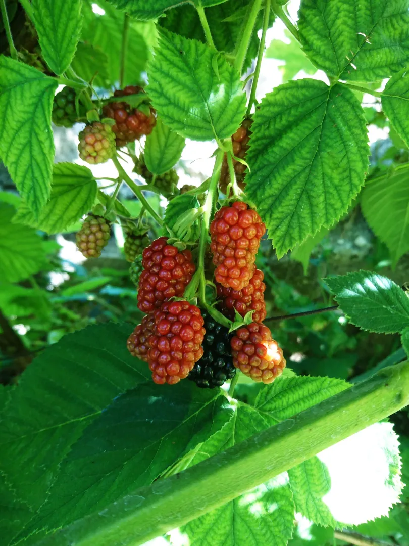 Tayberry
