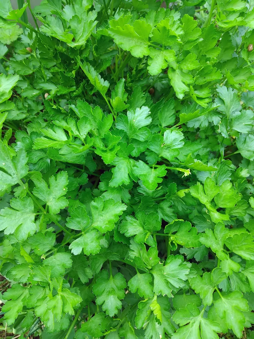 Lovage