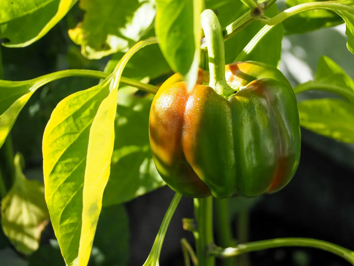 Sweet Pepper