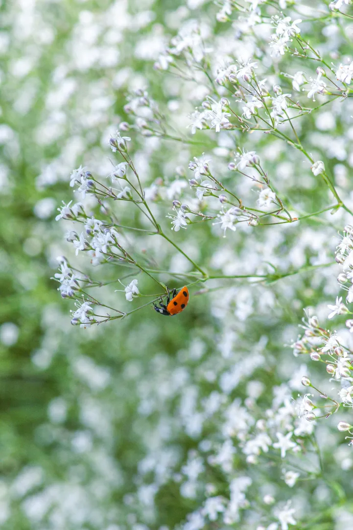 Gypsophila