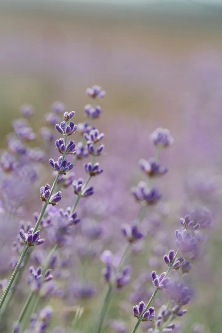 Lavender