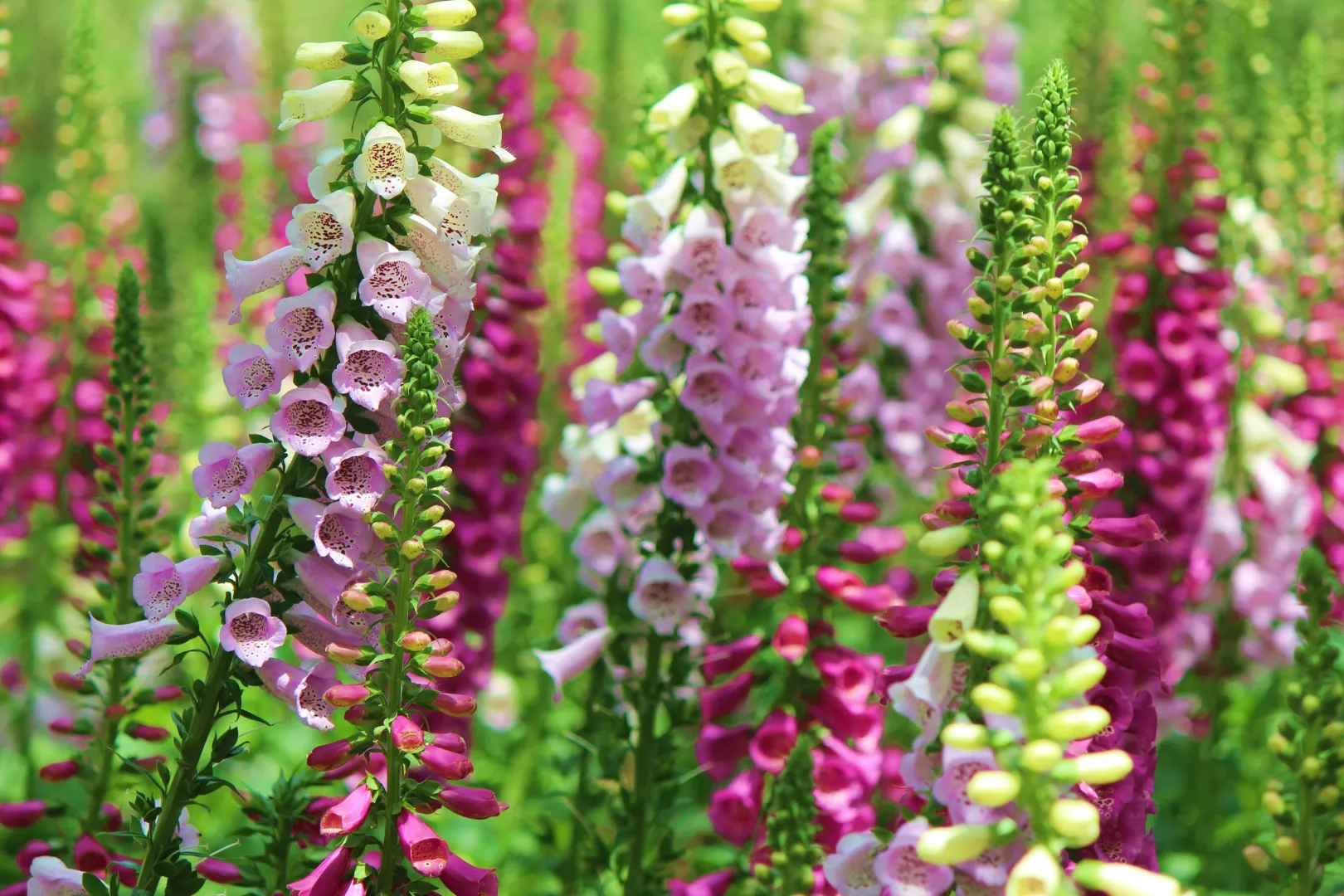 Foxglove