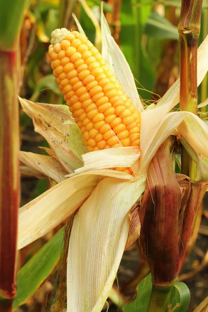 Sweetcorn
