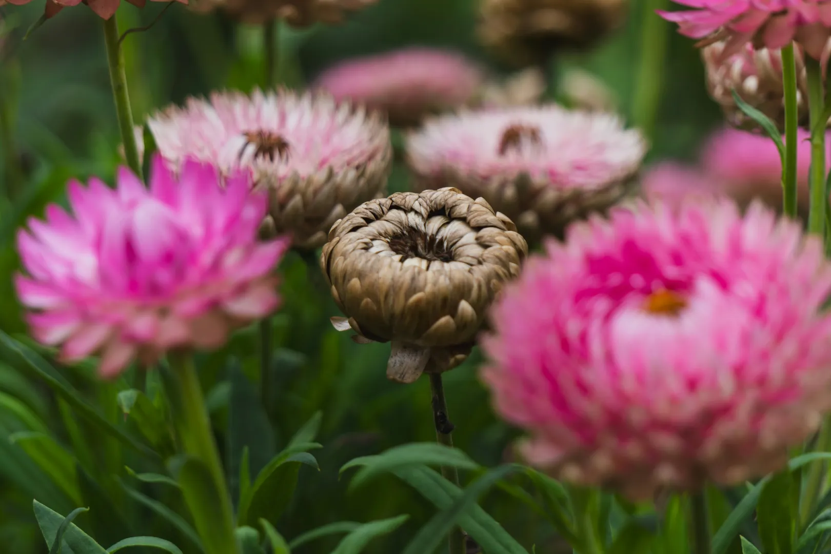 Strawflower