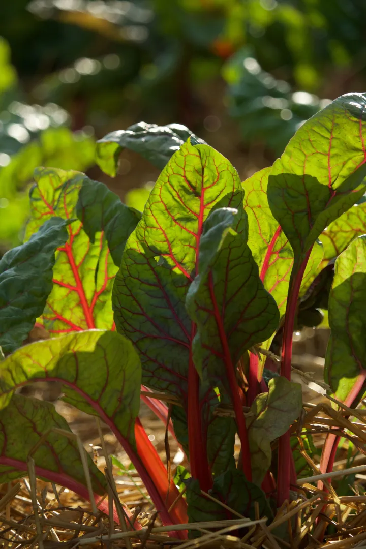 Swiss Chard
