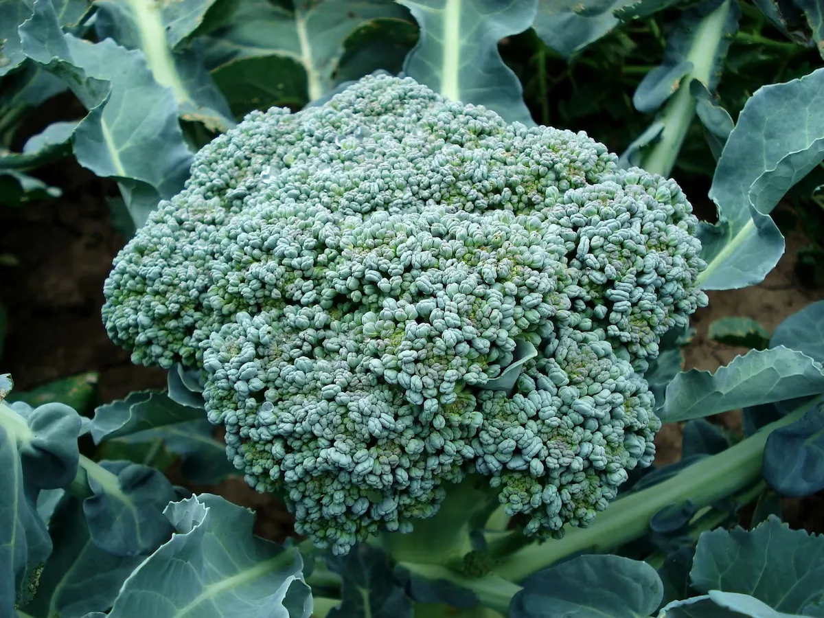 Calabrese