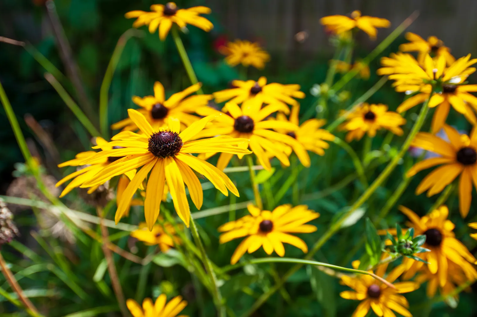 Rudbeckia