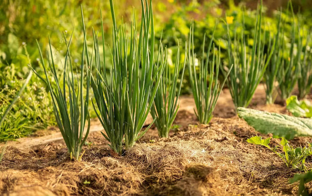 Spring Onion