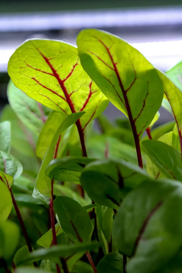 Sorrel