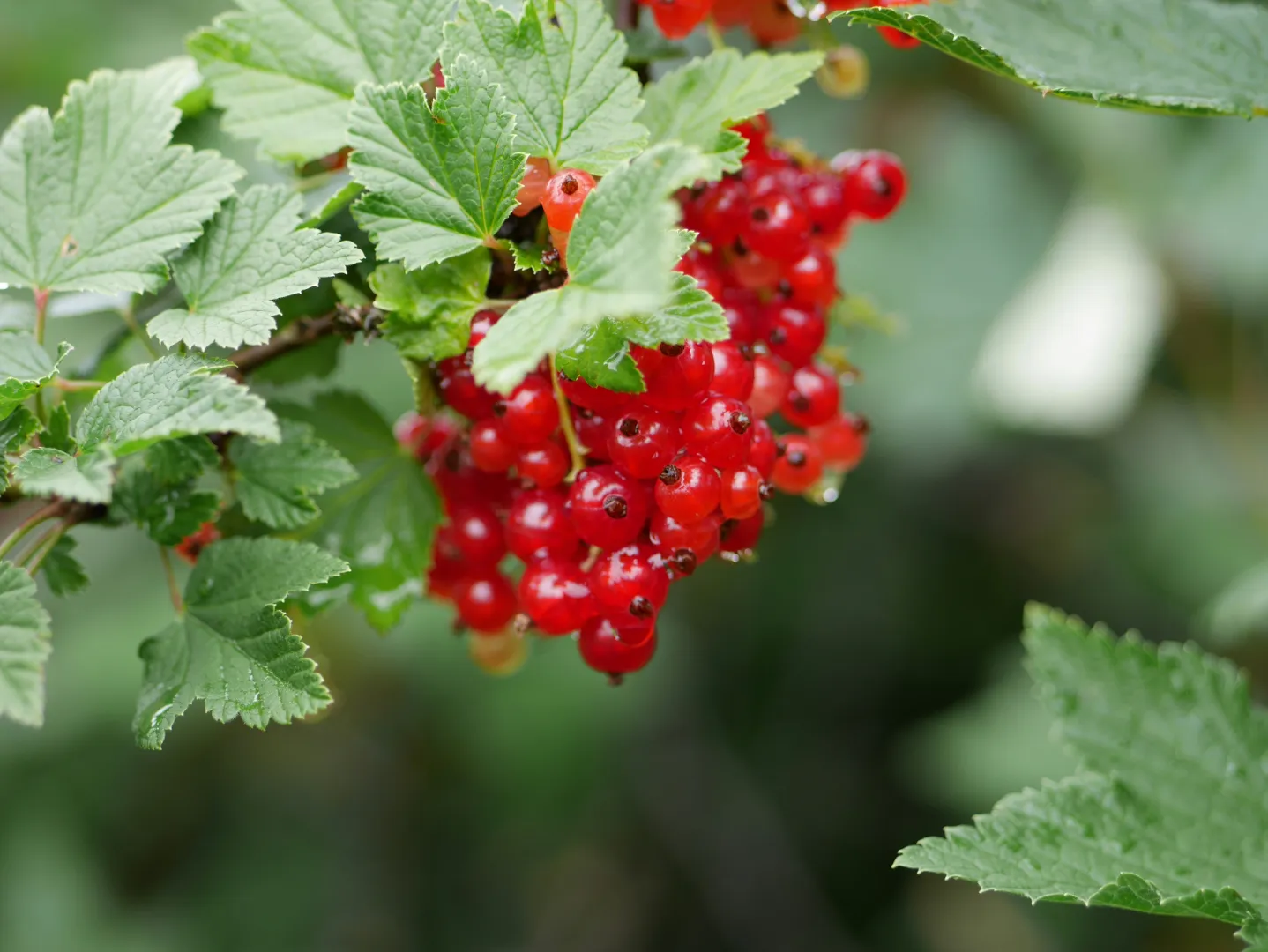 Redcurrant