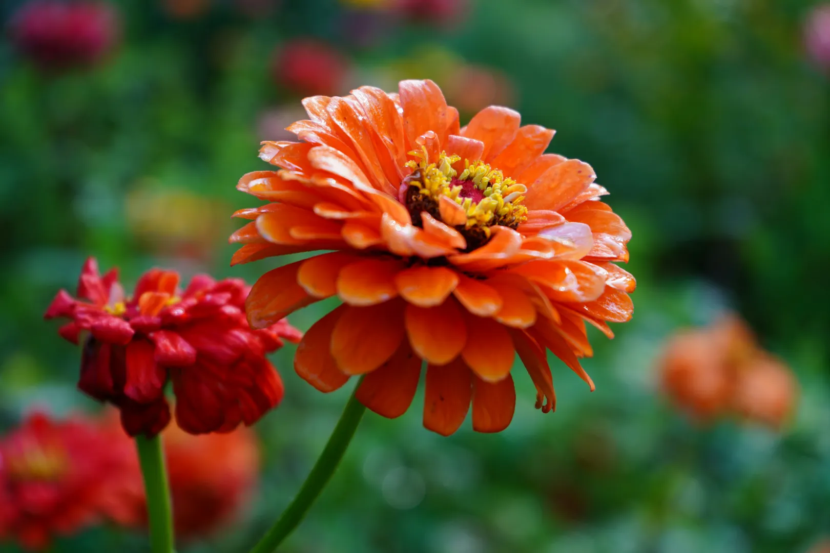 Zinnia