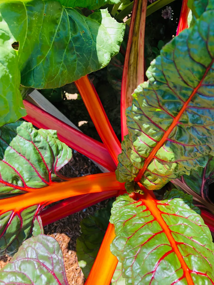 Rhubarb