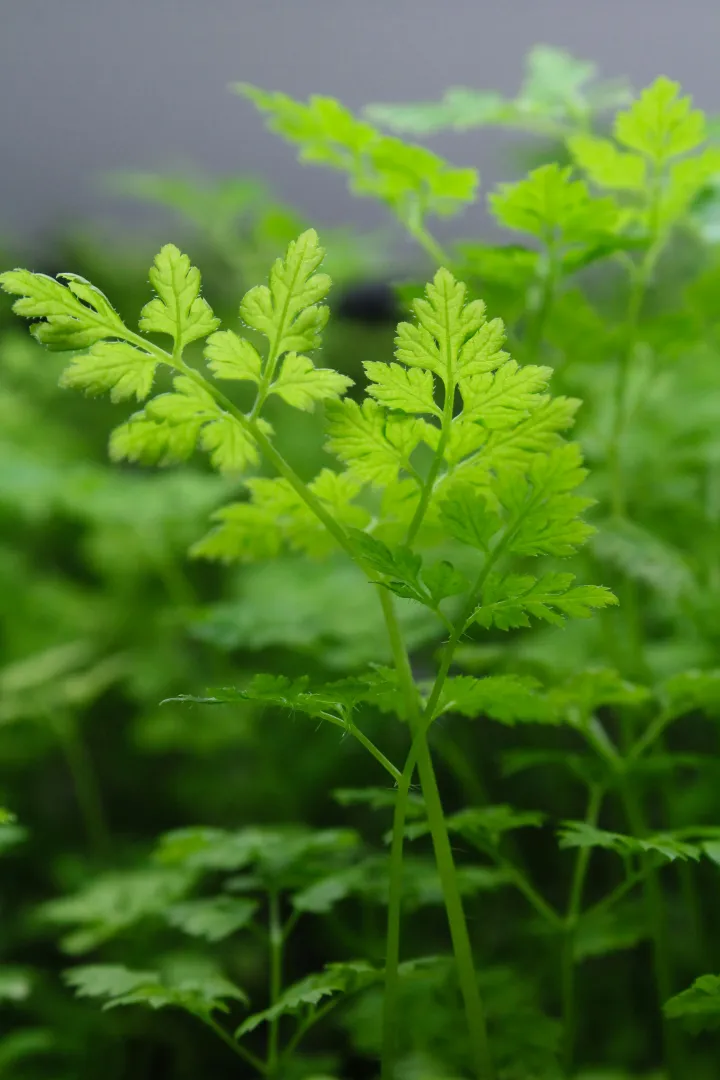 Chervil