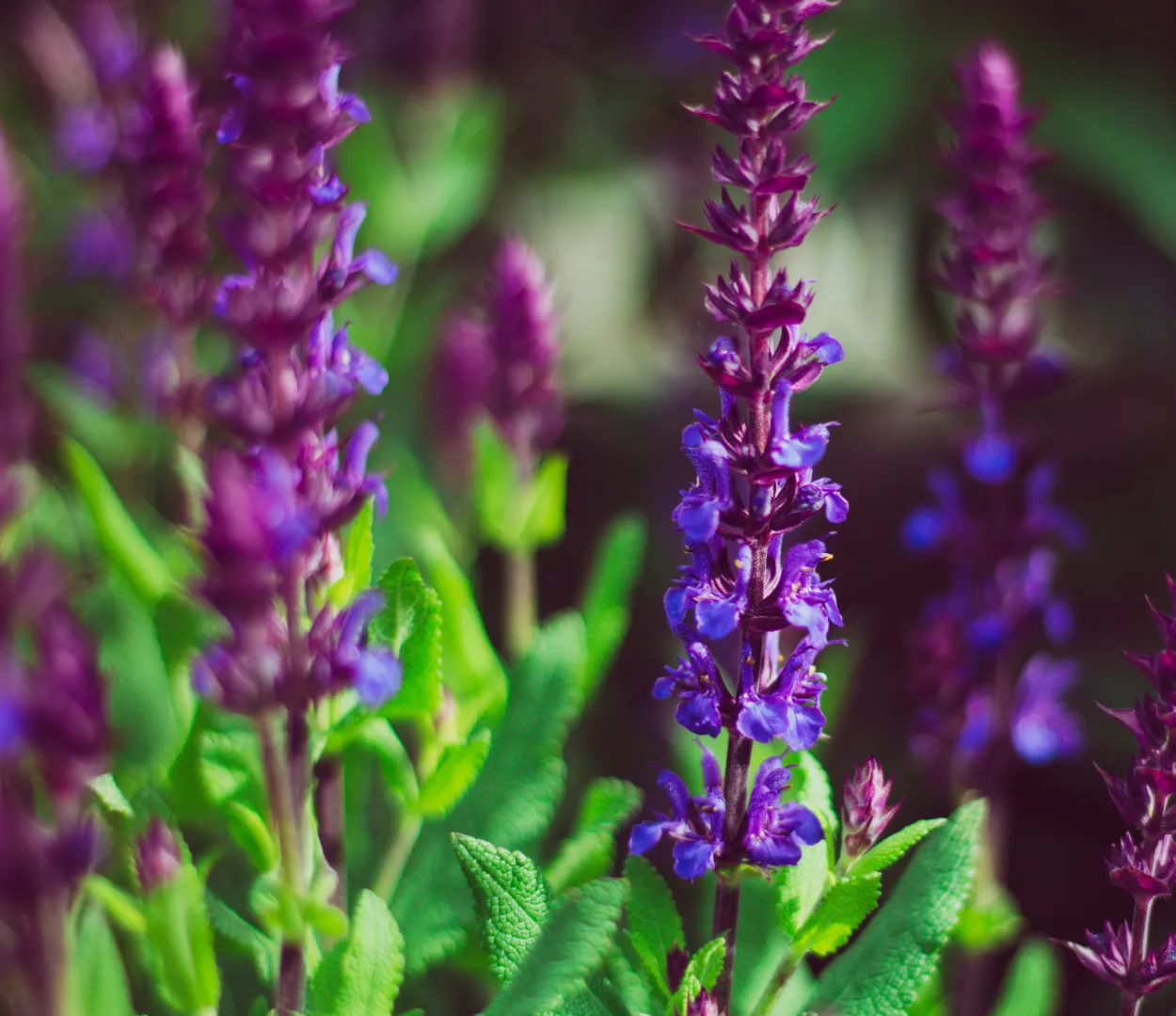 Salvia