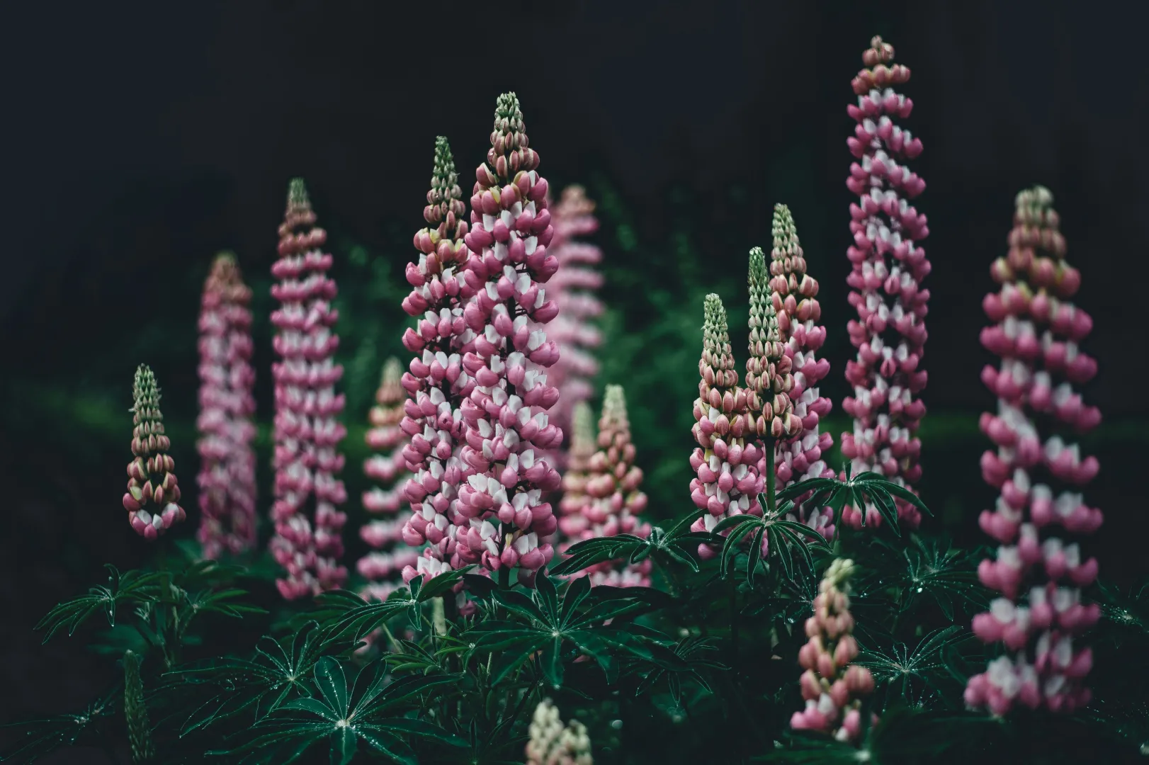 Lupin