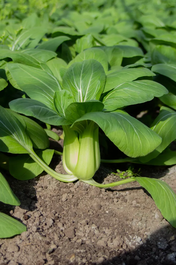 Pak Choi