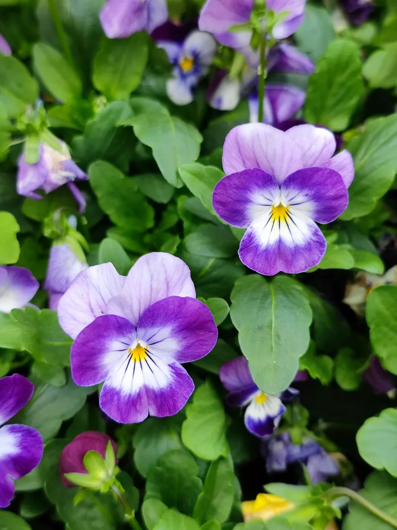 Pansy