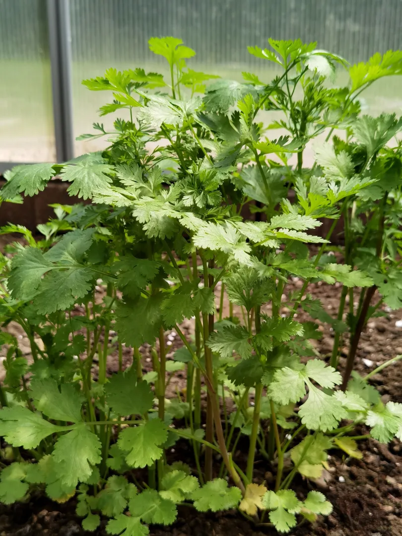 Coriander
