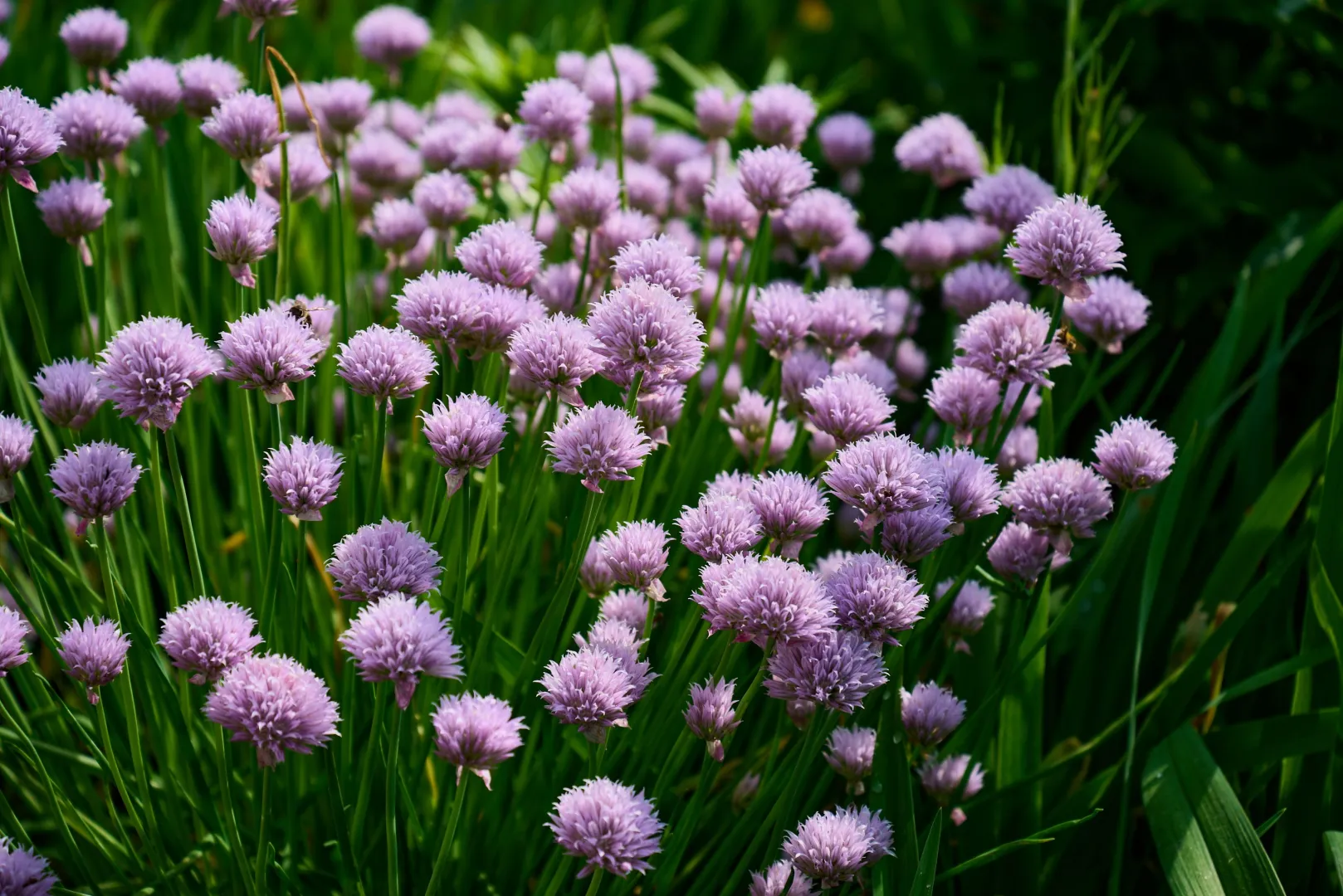 Chives