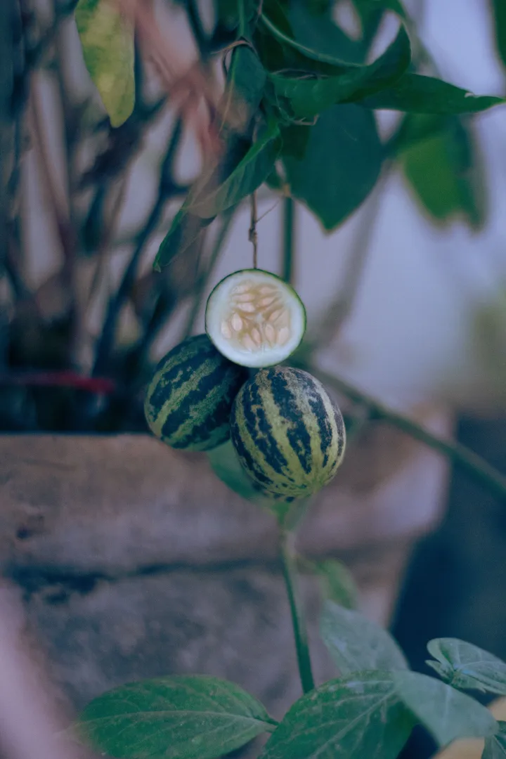 Cucamelon