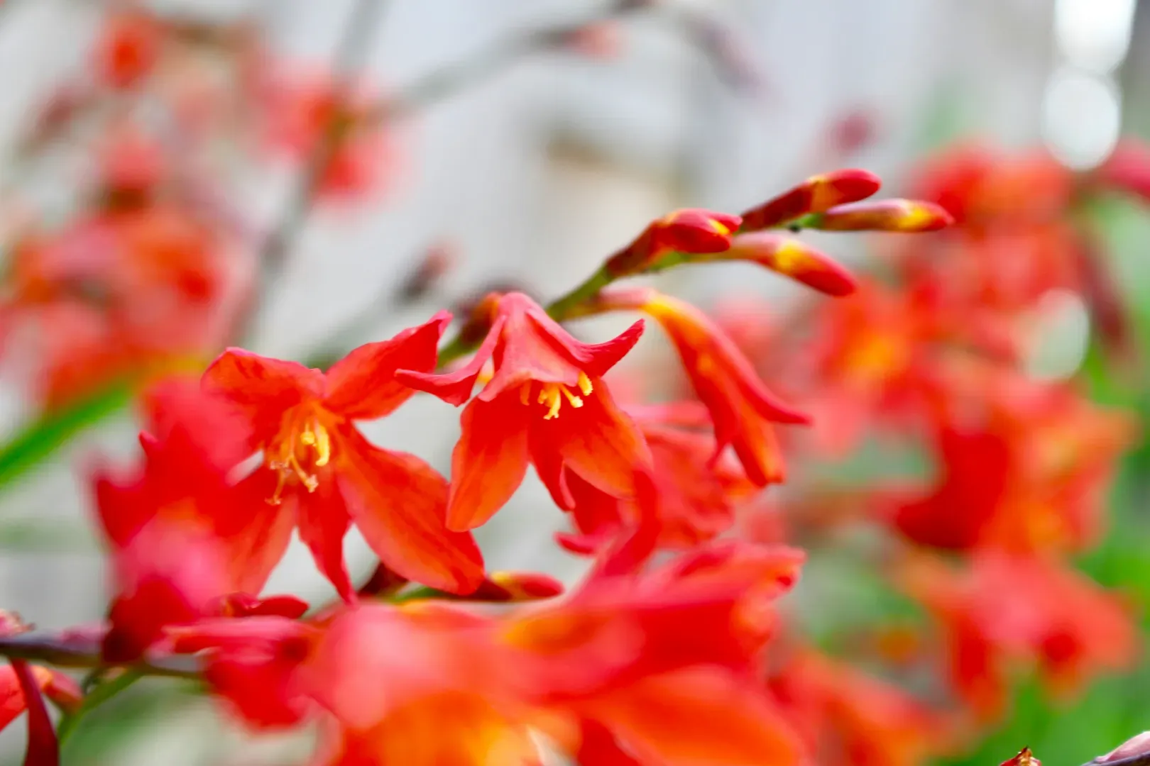 Crocosmia