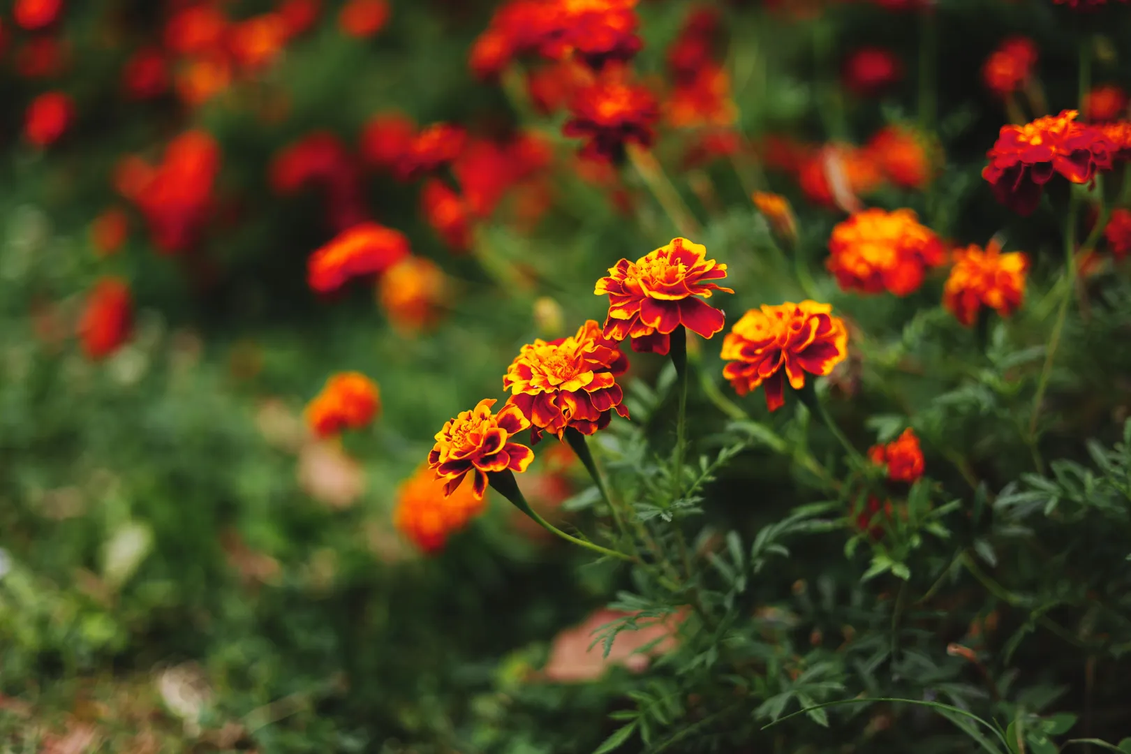French Marigold