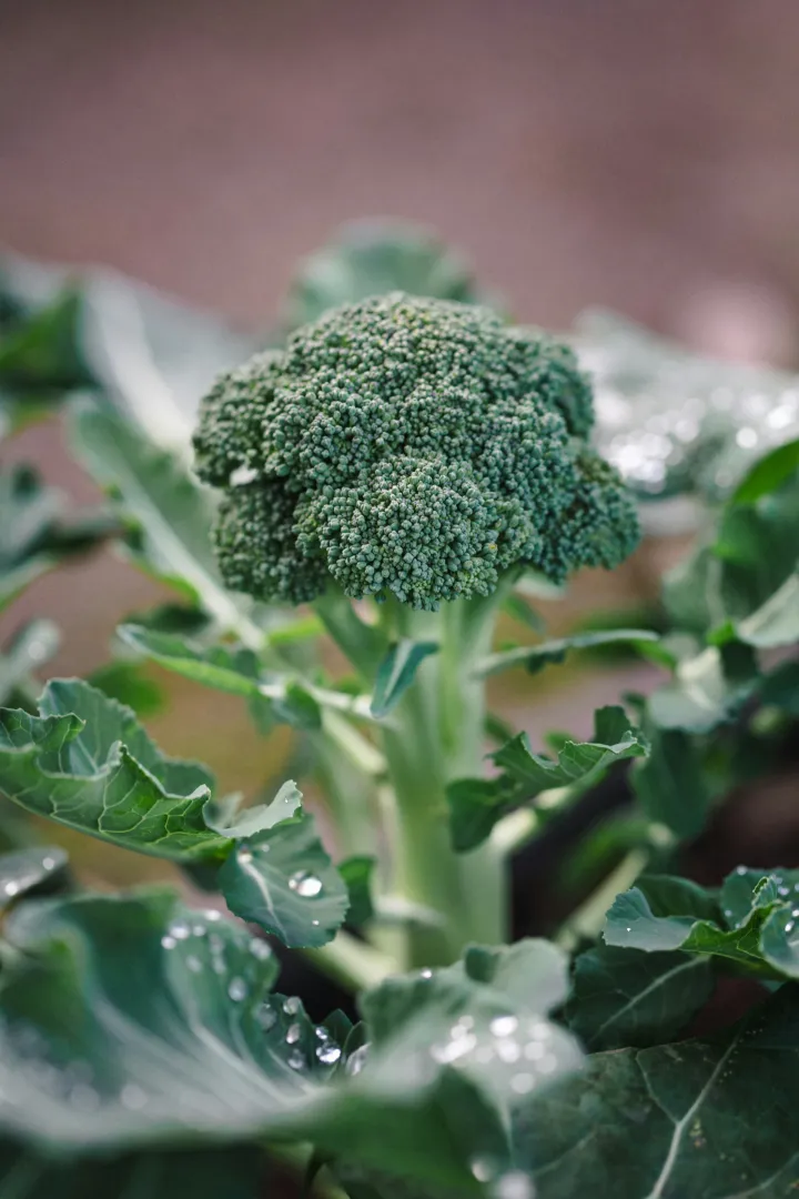 Sprouting Broccoli