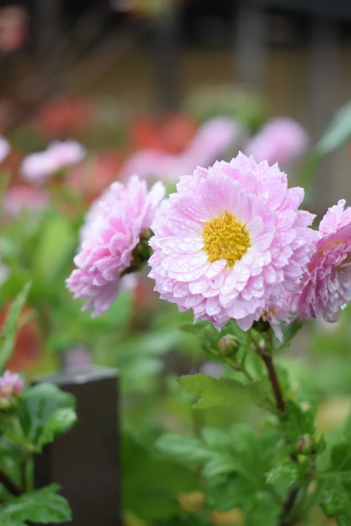 China Aster
