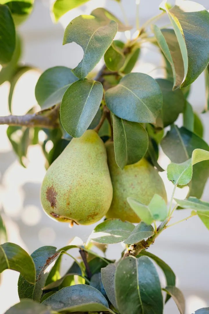 Pear