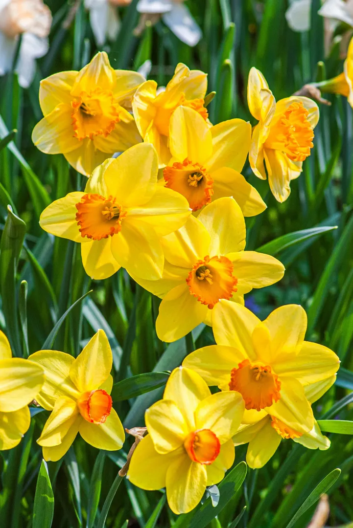 Daffodil